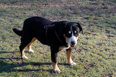 Entlebucher Sennehund_1.jpg